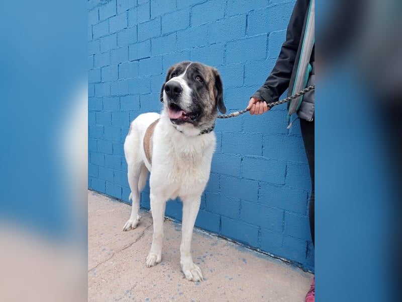 Salsa, eine zarte große Hündin