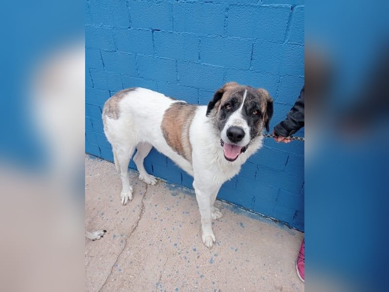 Salsa, eine zarte große Hündin