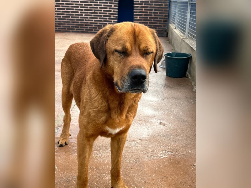 Tommy, ein großer Bär