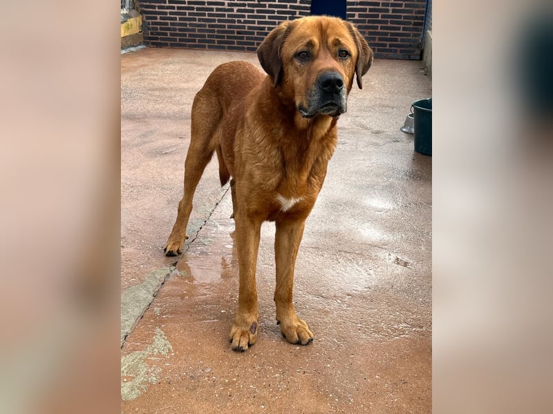 Tommy, ein großer Bär