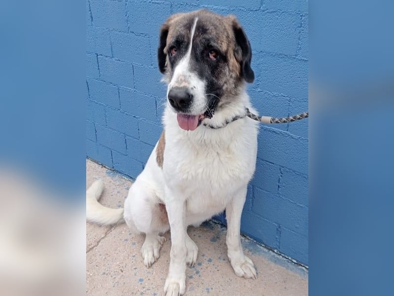 Salsa, eine zarte große Hündin