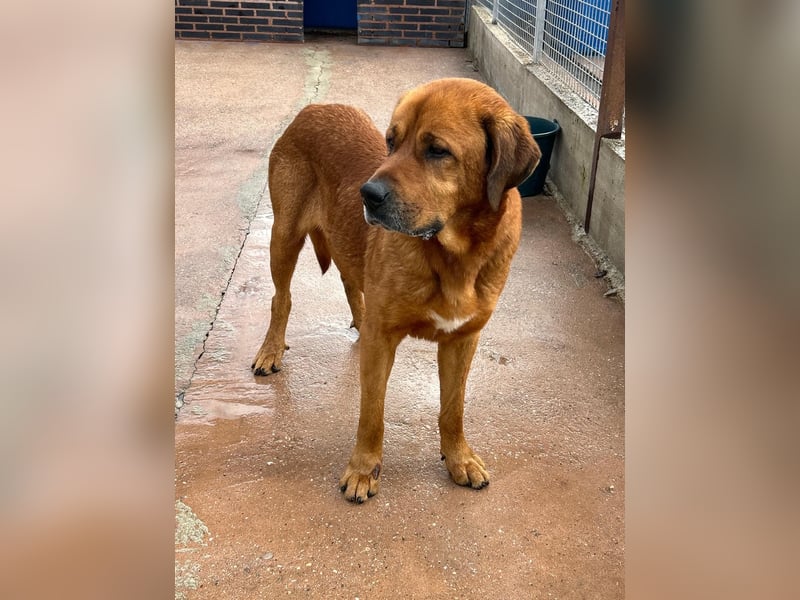 Tommy, ein großer Bär