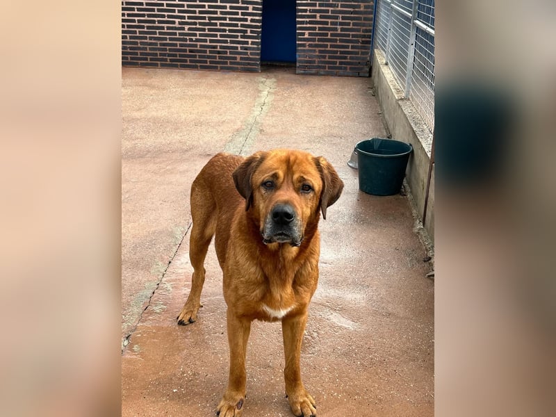 Tommy, ein großer Bär