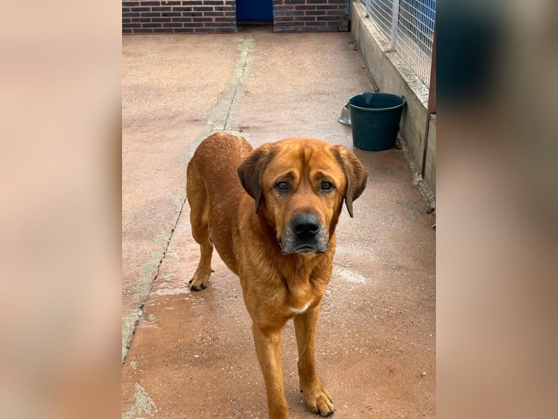 Tommy, ein großer Bär