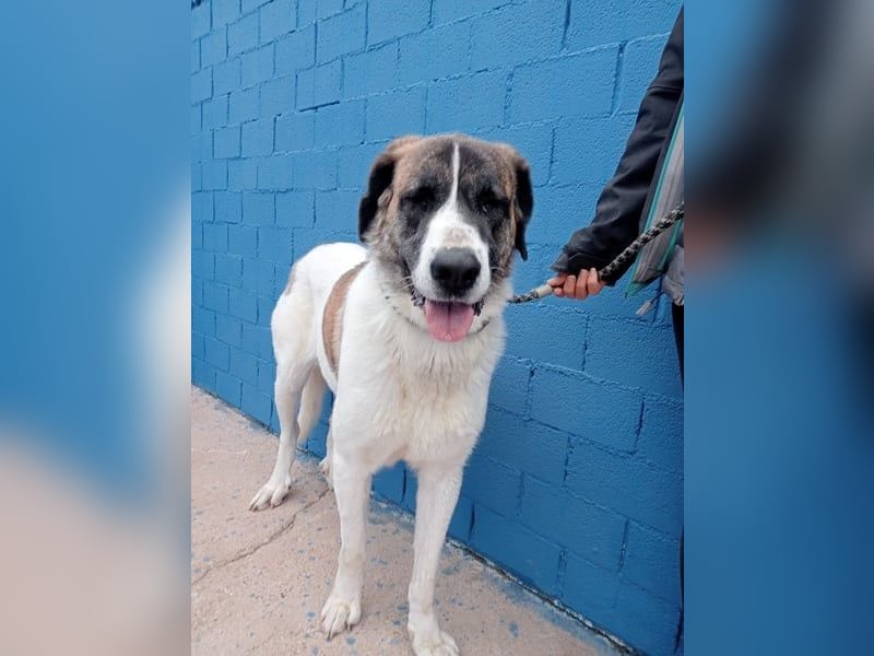 Salsa, eine zarte große Hündin