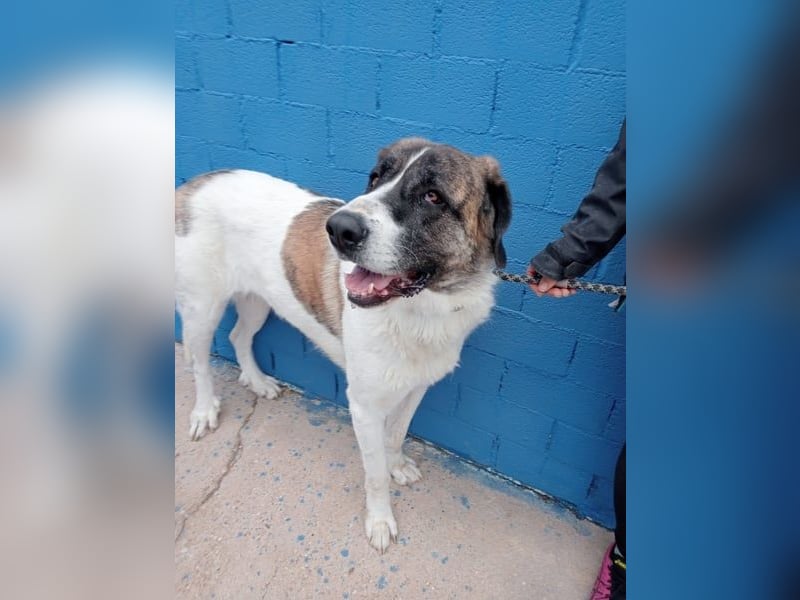 Salsa, eine zarte große Hündin