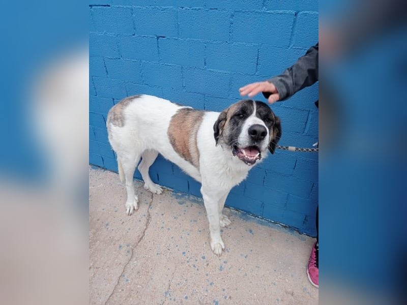 Salsa, eine zarte große Hündin