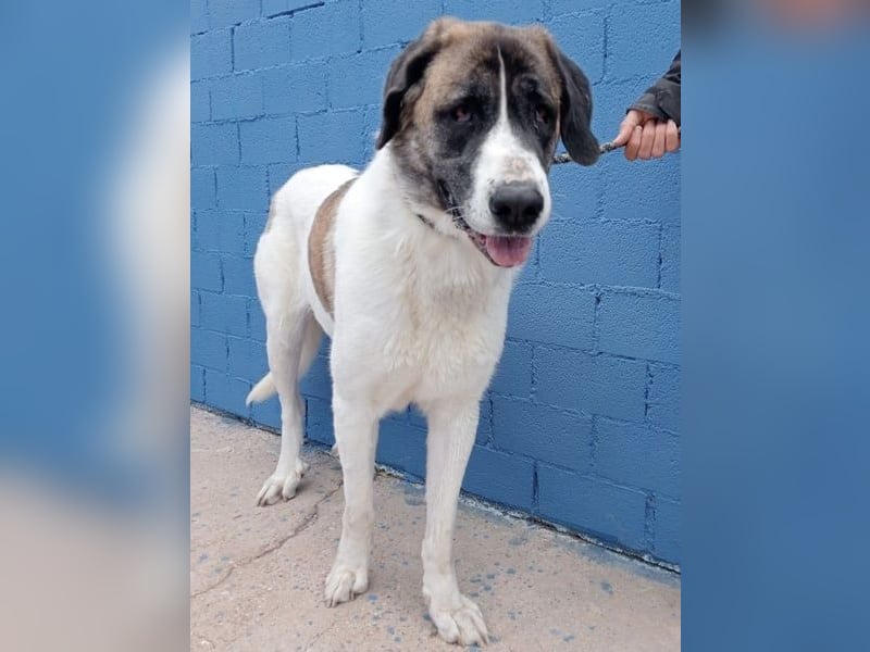 Salsa, eine zarte große Hündin