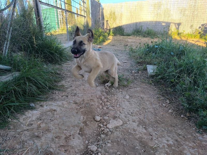Rocco - junger Kämpfer mit großem Herzen sucht seine Chance