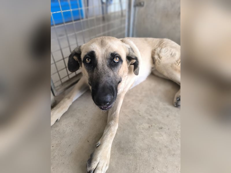 Rocco - junger Kämpfer mit großem Herzen sucht seine Chance