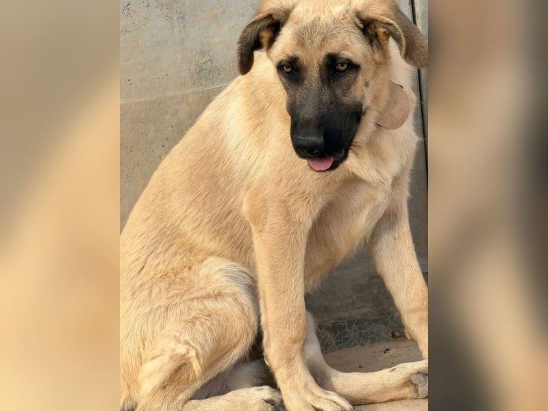 Rocco - junger Kämpfer mit großem Herzen sucht seine Chance