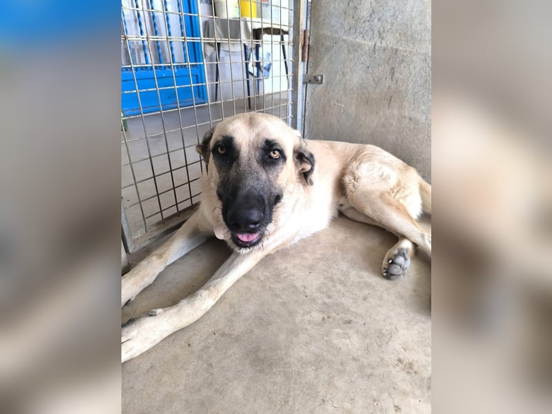 Rocco - junger Kämpfer mit großem Herzen sucht seine Chance