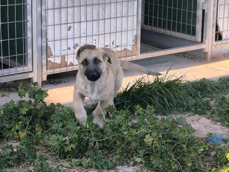 Rocco - junger Kämpfer mit großem Herzen sucht seine Chance