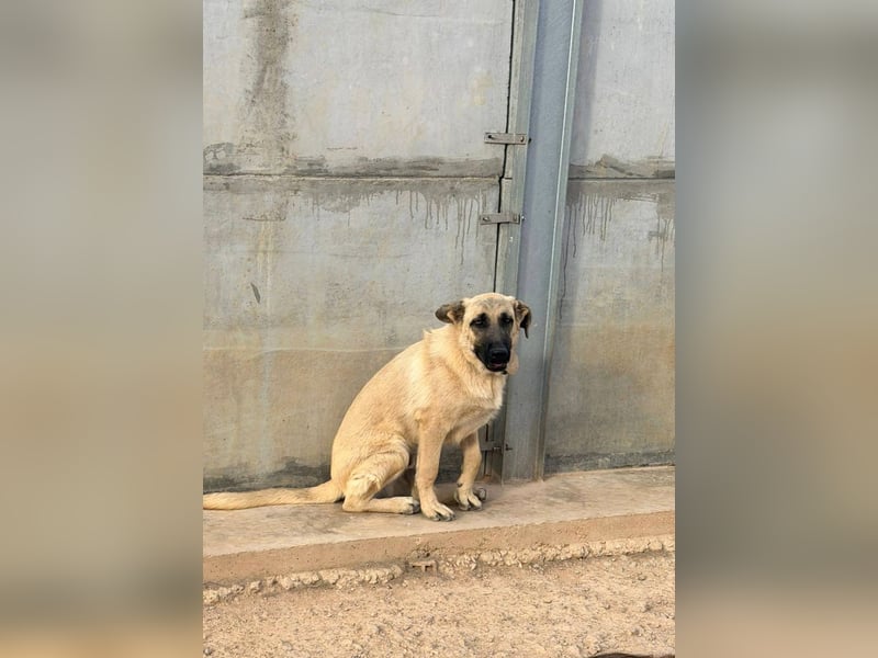 Rocco - junger Kämpfer mit großem Herzen sucht seine Chance