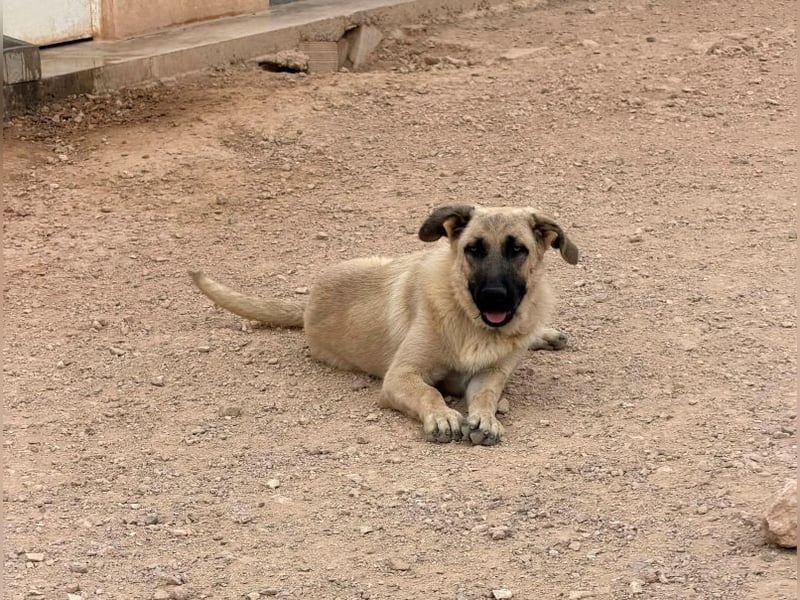 Rocco - junger Kämpfer mit großem Herzen sucht seine Chance