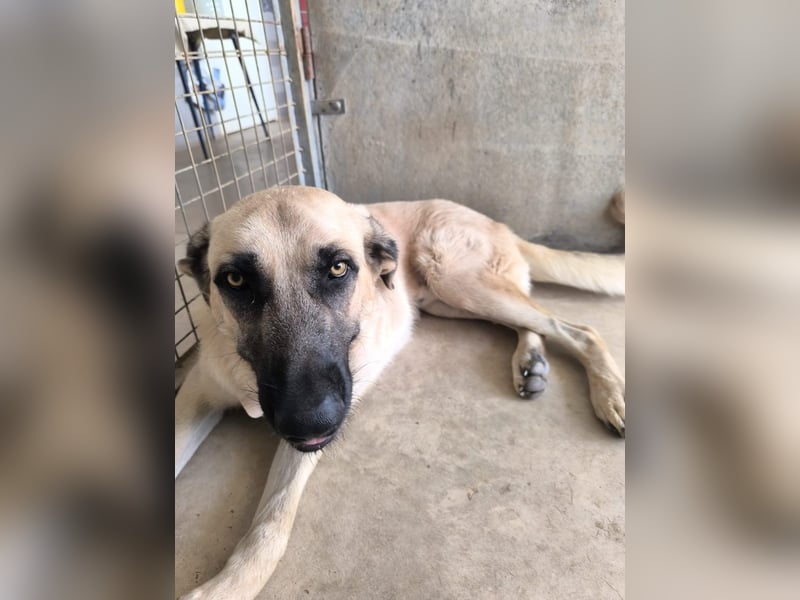 Rocco - junger Kämpfer mit großem Herzen sucht seine Chance