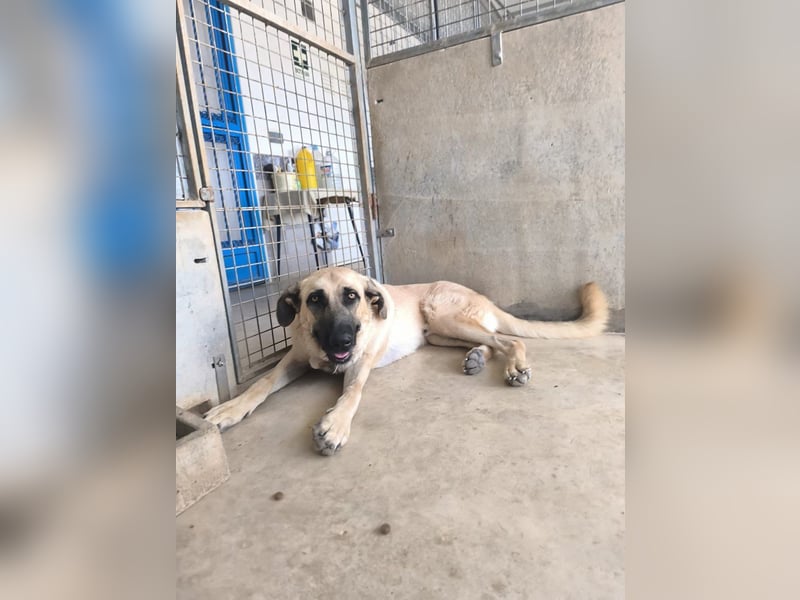 Rocco - junger Kämpfer mit großem Herzen sucht seine Chance
