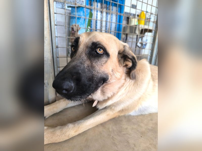 Rocco - junger Kämpfer mit großem Herzen sucht seine Chance