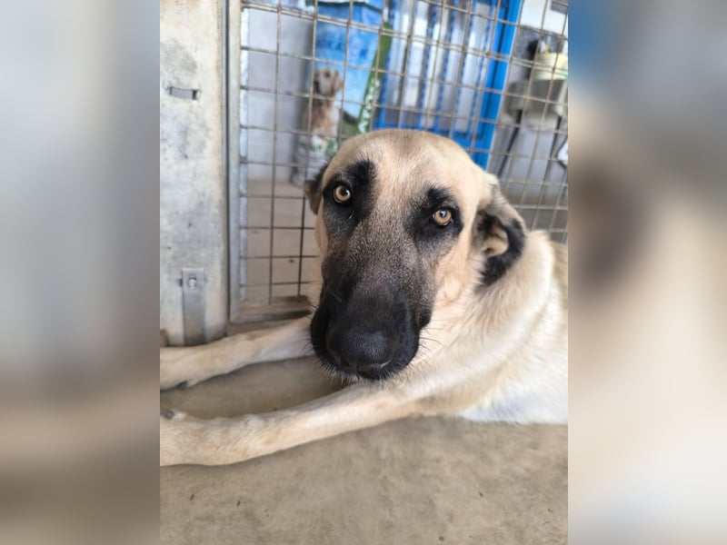 Rocco - junger Kämpfer mit großem Herzen sucht seine Chance