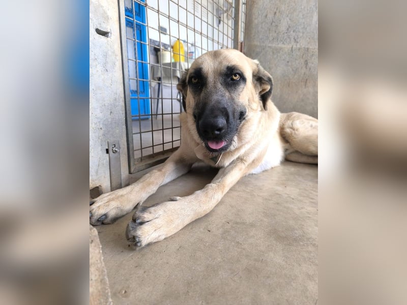 Rocco - junger Kämpfer mit großem Herzen sucht seine Chance