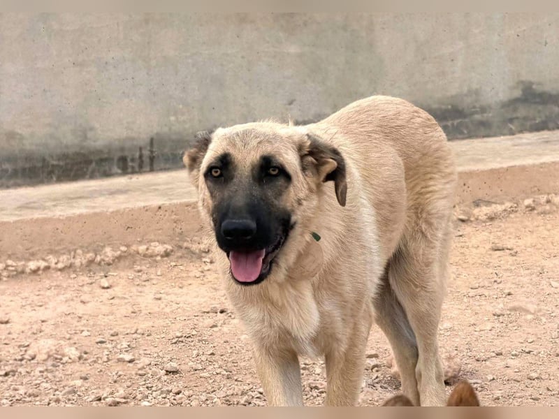 Rocco - junger Kämpfer mit großem Herzen sucht seine Chance
