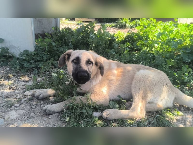 Rocco - junger Kämpfer mit großem Herzen sucht seine Chance