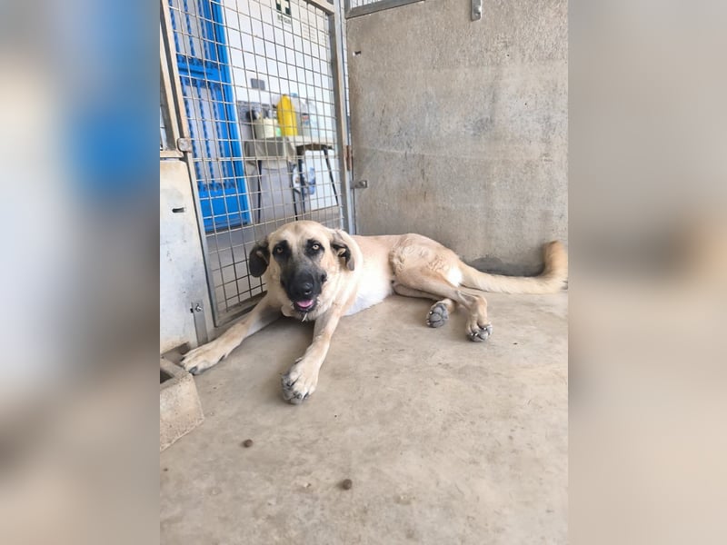 Rocco - junger Kämpfer mit großem Herzen sucht seine Chance
