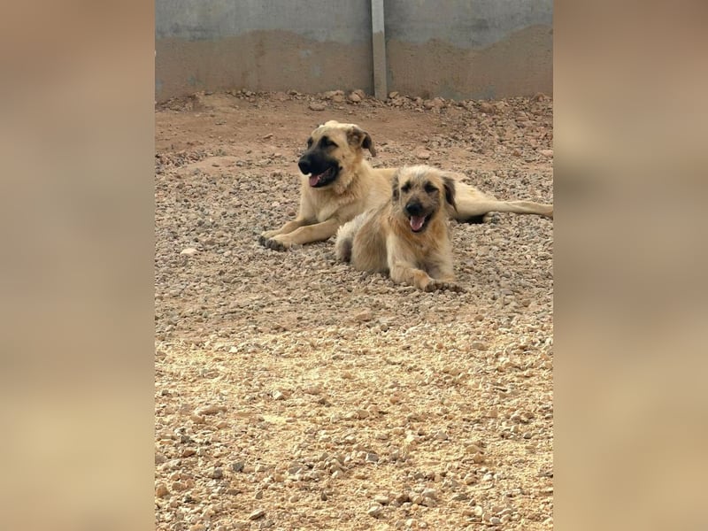 Rocco - junger Kämpfer mit großem Herzen sucht seine Chance