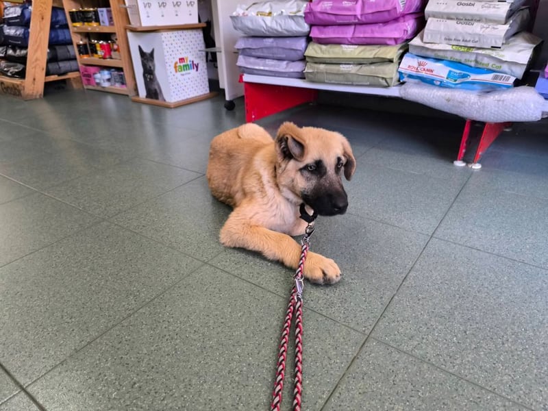 Rocco - junger Kämpfer mit großem Herzen sucht seine Chance