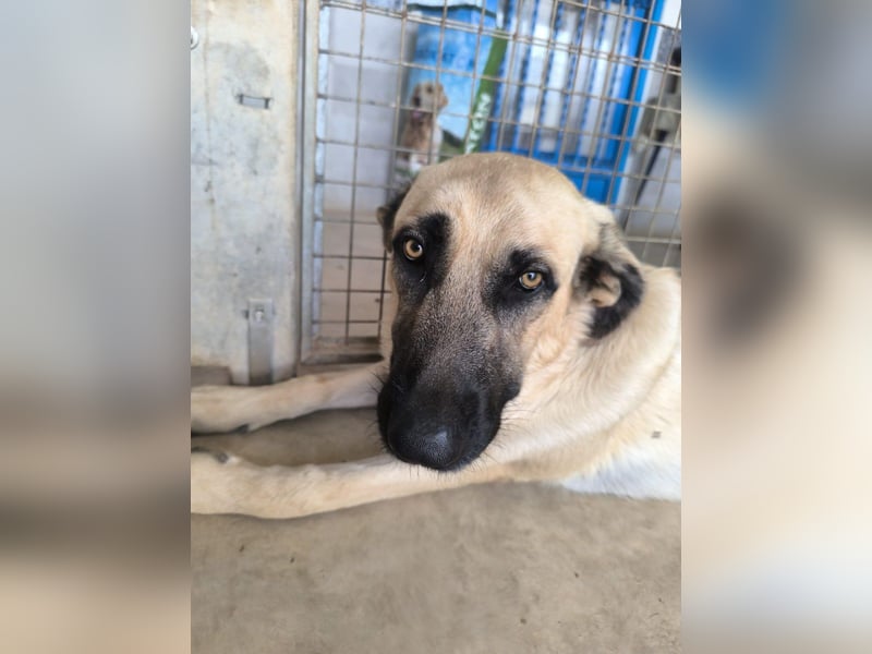 Rocco - junger Kämpfer mit großem Herzen sucht seine Chance