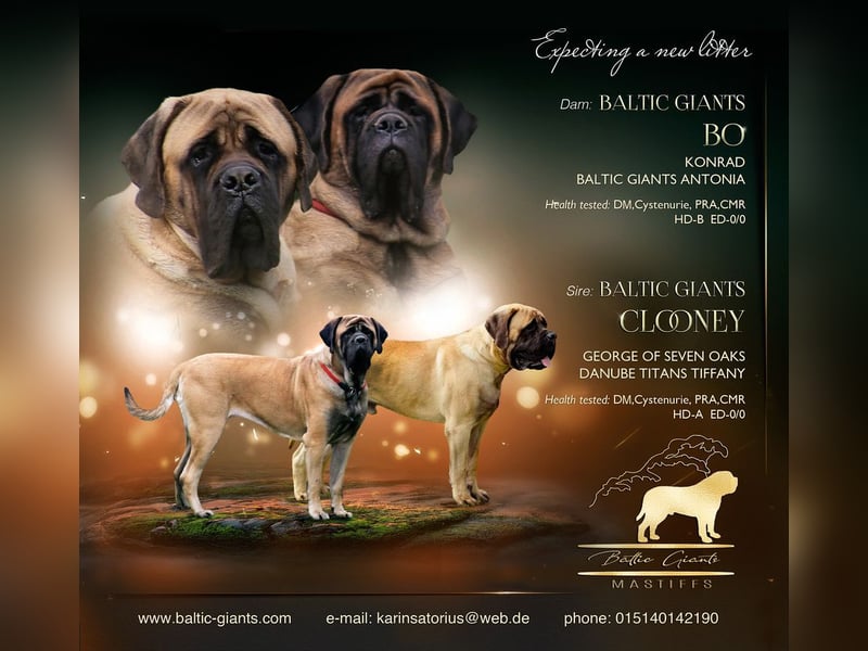 Mastiff Welpen