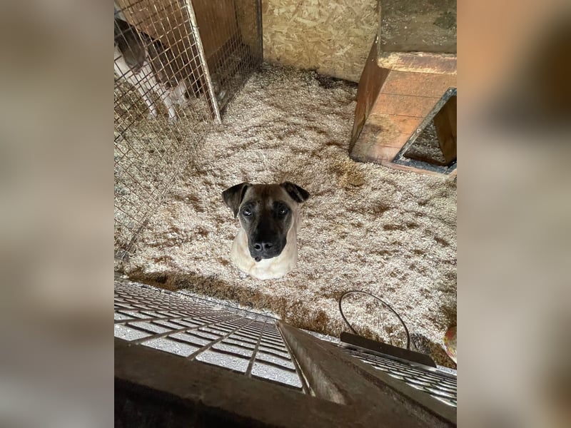 Kesua-VA, Bollerkopf mit großem Herzen sucht Menschen mit Geduld und Verstand