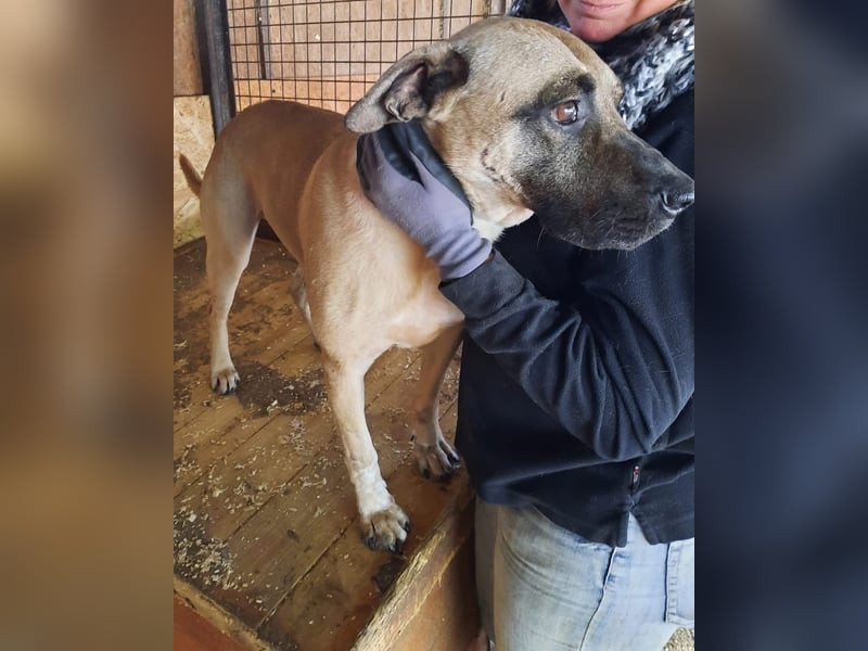 Kesua-VA, Bollerkopf mit großem Herzen sucht Menschen mit Geduld und Verstand