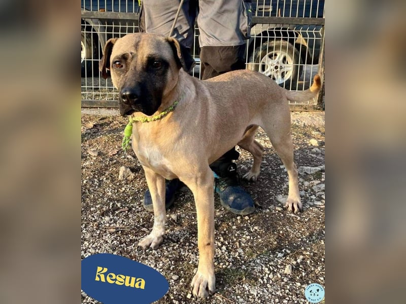 Kesua-VA, Bollerkopf mit großem Herzen sucht Menschen mit Geduld und Verstand