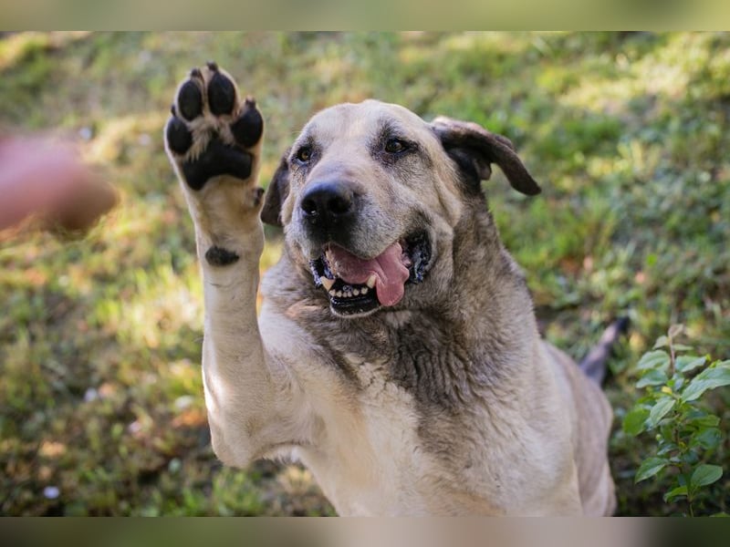 CHRISSY - der Mastiff sucht entsprechend erfahrene Menschen