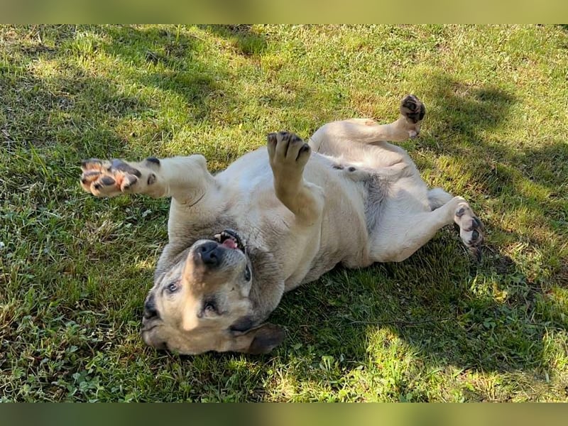 CHRISSY - der Mastiff sucht entsprechend erfahrene Menschen