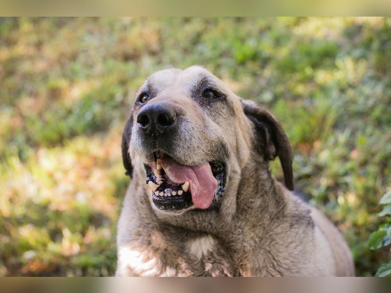 CHRISSY - der Mastiff sucht entsprechend erfahrene Menschen