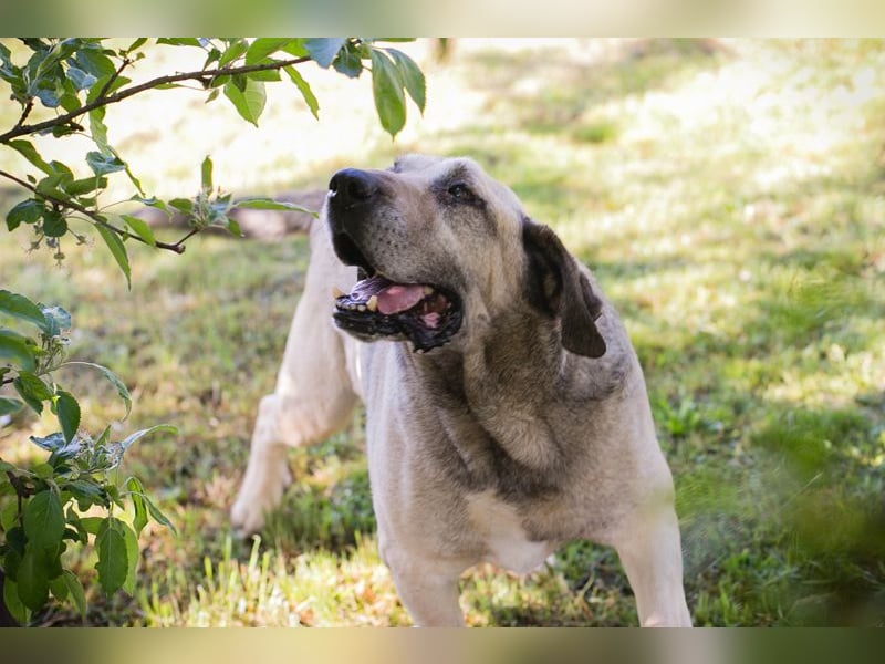 CHRISSY - der Mastiff sucht entsprechend erfahrene Menschen