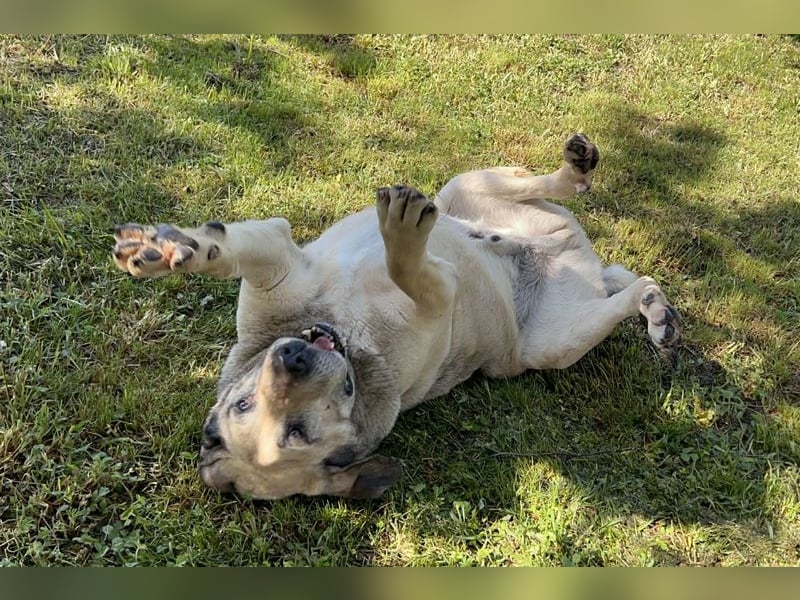 CHRISSY - der Mastiff sucht entsprechend erfahrene Menschen