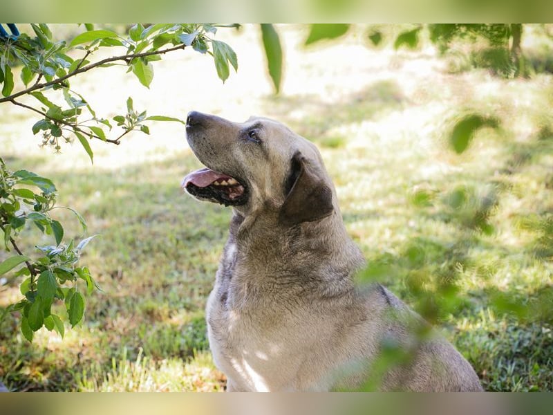 CHRISSY - der Mastiff sucht entsprechend erfahrene Menschen