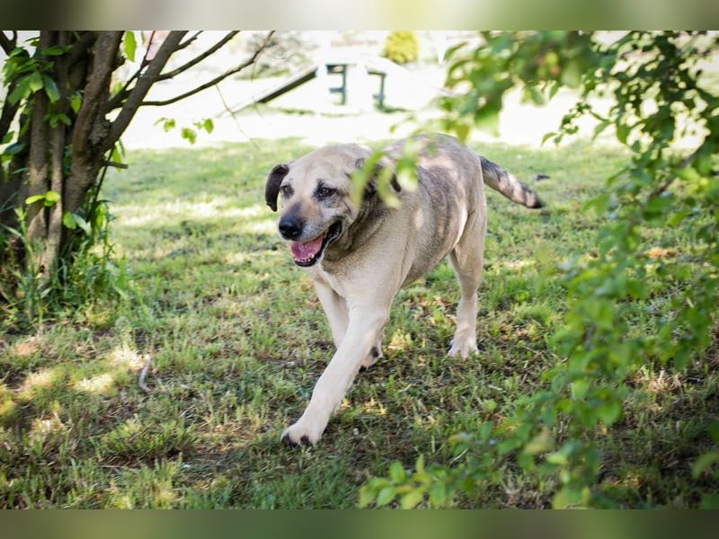 CHRISSY - der Mastiff sucht entsprechend erfahrene Menschen