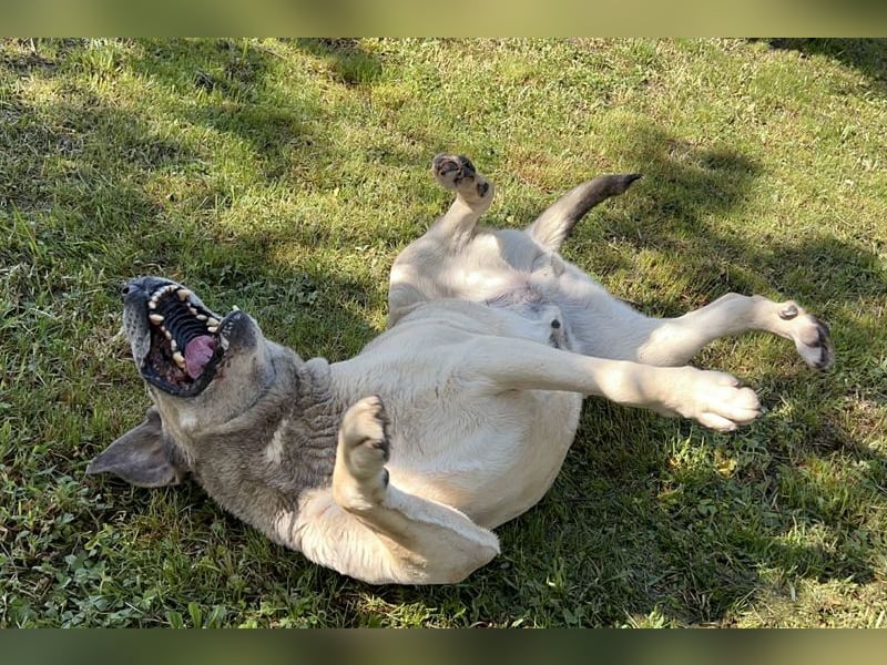 CHRISSY - der Mastiff sucht entsprechend erfahrene Menschen