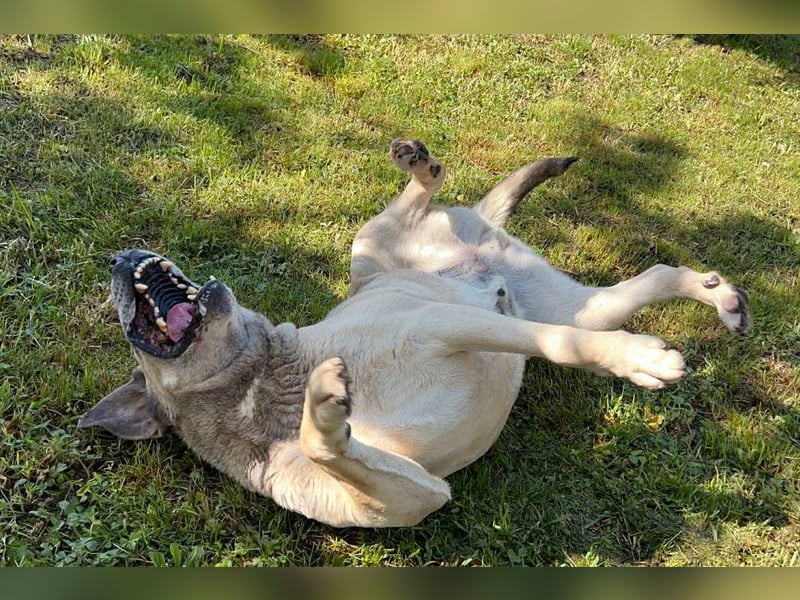 CHRISSY - der Mastiff sucht entsprechend erfahrene Menschen