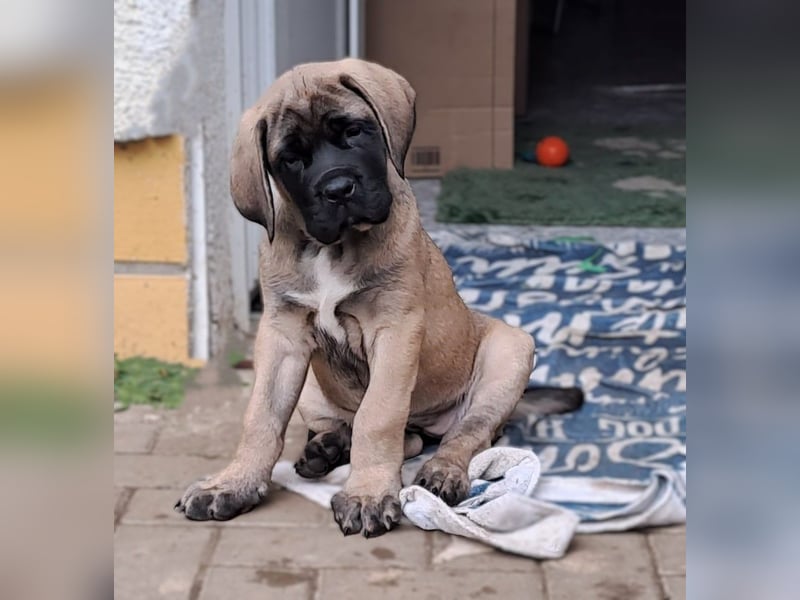 Mastiff Welpen