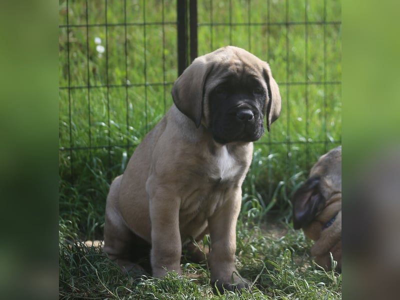 Mastiff Welpen