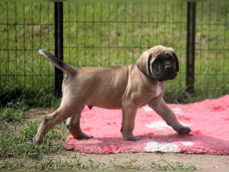 Mastiff Welpen