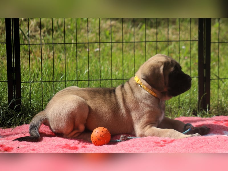 Mastiff Welpen