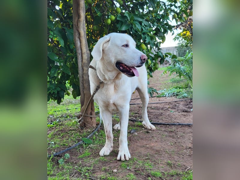 Martin, ein großer zarter Eisbär