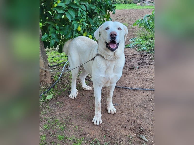 Martin, ein großer zarter Eisbär