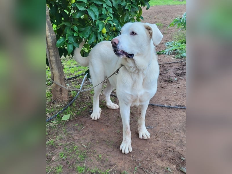 Martin, ein großer zarter Eisbär